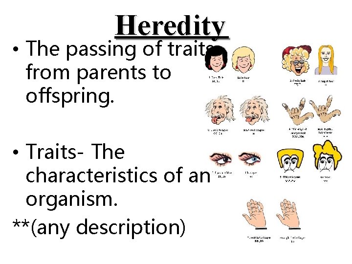 Heredity • The passing of traits from parents to offspring. • Traits- The characteristics