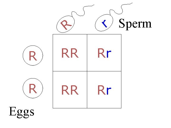 R r Sperm R RR Rr Eggs 