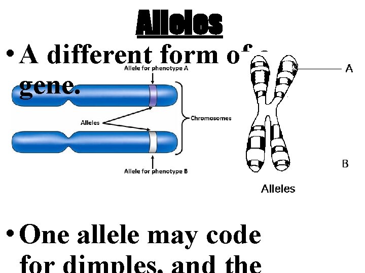 Alleles • A different form of a gene. • One allele may code 