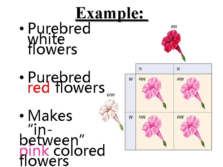 Example: • Purebred white flowers • Purebred flowers • Makes “inbetween” pink colored flowers