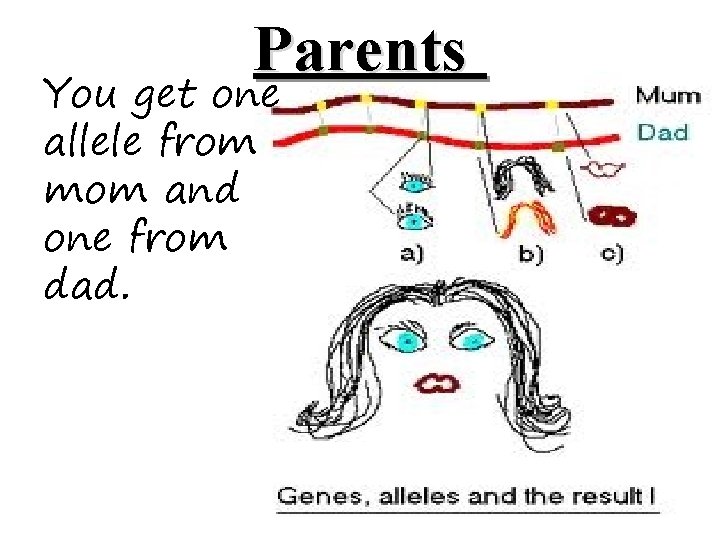 Parents You get one allele from mom and one from dad. 