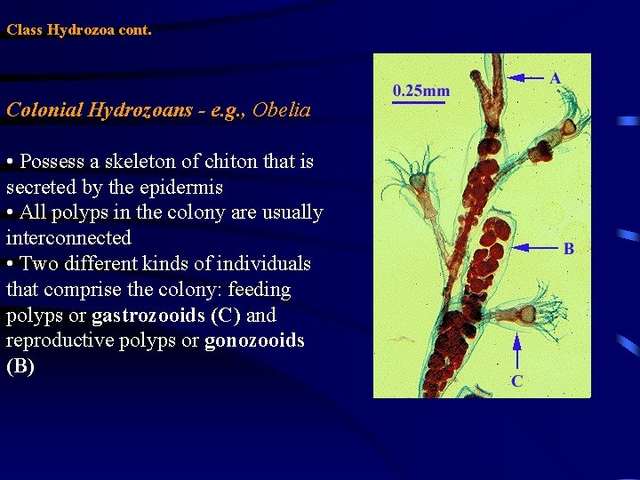 Class Hydrozoa cont. Colonial Hydrozoans - e. g. , Obelia • Possess a skeleton