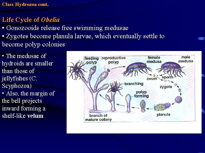 Class Hydrozoa cont. Life Cycle of Obelia • Gonozooids release free swimming medusae •