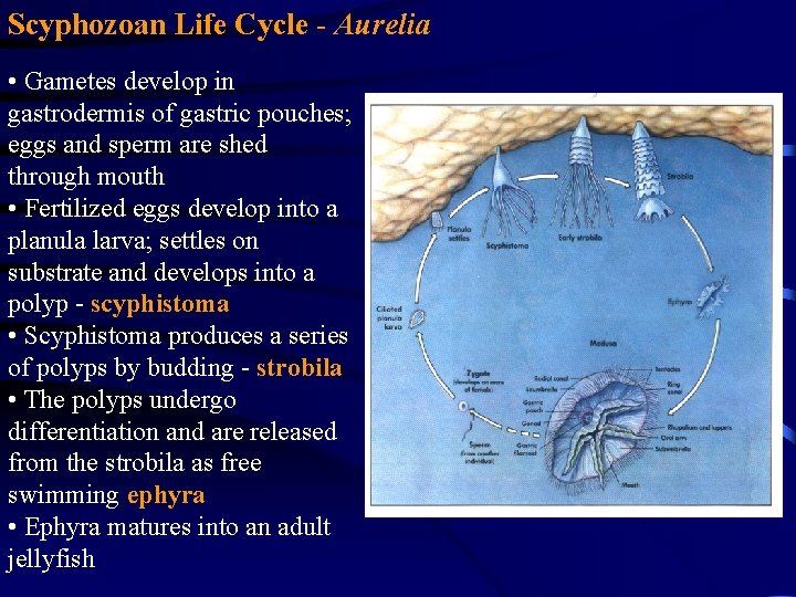 Scyphozoan Life Cycle - Aurelia • Gametes develop in gastrodermis of gastric pouches; eggs