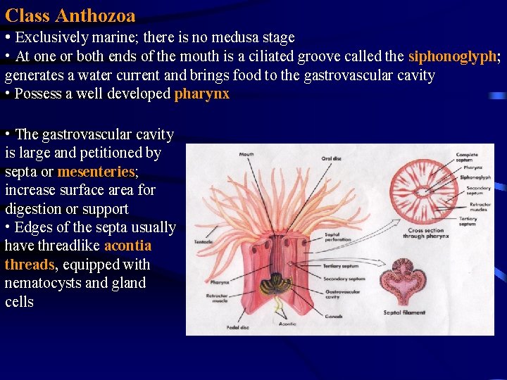 Class Anthozoa • Exclusively marine; there is no medusa stage • At one or