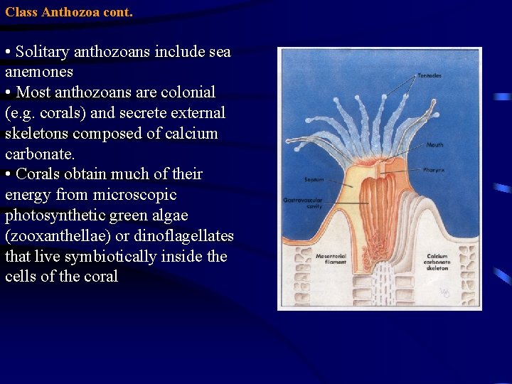 Class Anthozoa cont. • Solitary anthozoans include sea anemones • Most anthozoans are colonial
