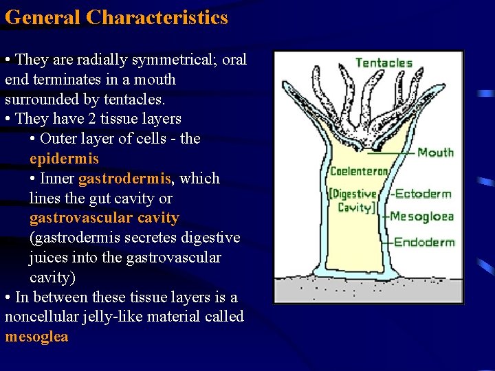 General Characteristics • They are radially symmetrical; oral end terminates in a mouth surrounded