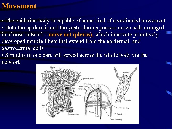 Movement • The cnidarian body is capable of some kind of coordinated movement •