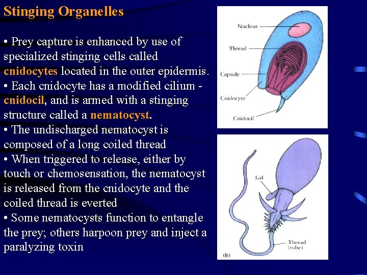 Stinging Organelles • Prey capture is enhanced by use of specialized stinging cells called