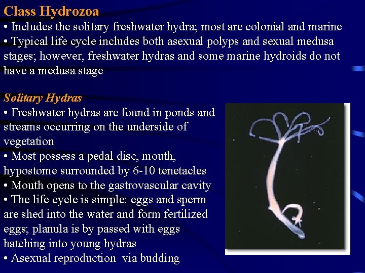Class Hydrozoa • Includes the solitary freshwater hydra; most are colonial and marine •