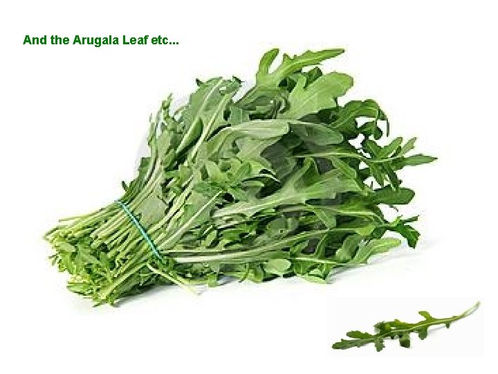 Cauliflower… And the Arugala Leaf etc. . . Broccoli belongs to the Cruciferous family