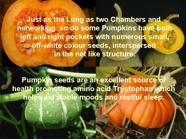 Pumpkins are great Storehouse of many anti-oxidant Just and as the Lung as things