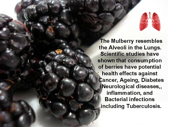 The Mulberry resembles the Alveoli in the Lungs. Scientific studies have shown that consumption