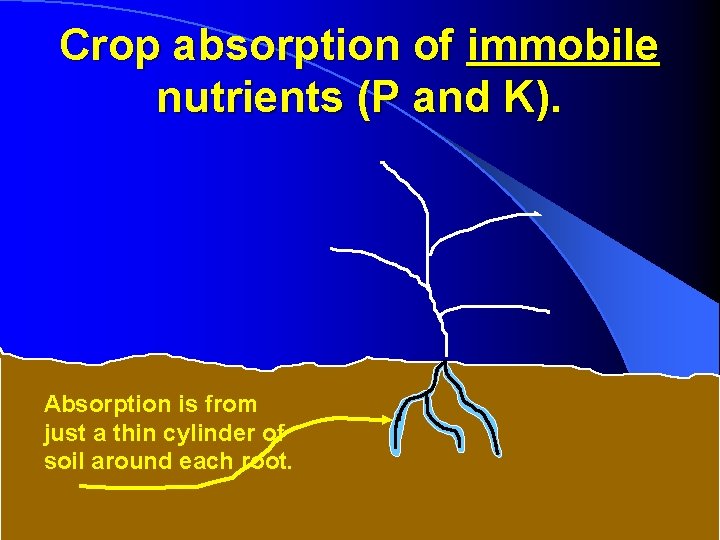 Crop absorption of immobile nutrients (P and K). Absorption is from just a thin