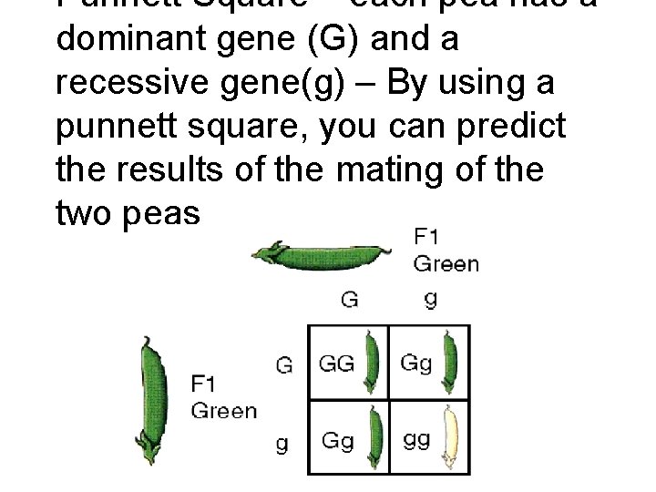 Punnett Square – each pea has a dominant gene (G) and a recessive gene(g) Punnett Square – each pea has a dominant gene (G) and a recessive gene(g)