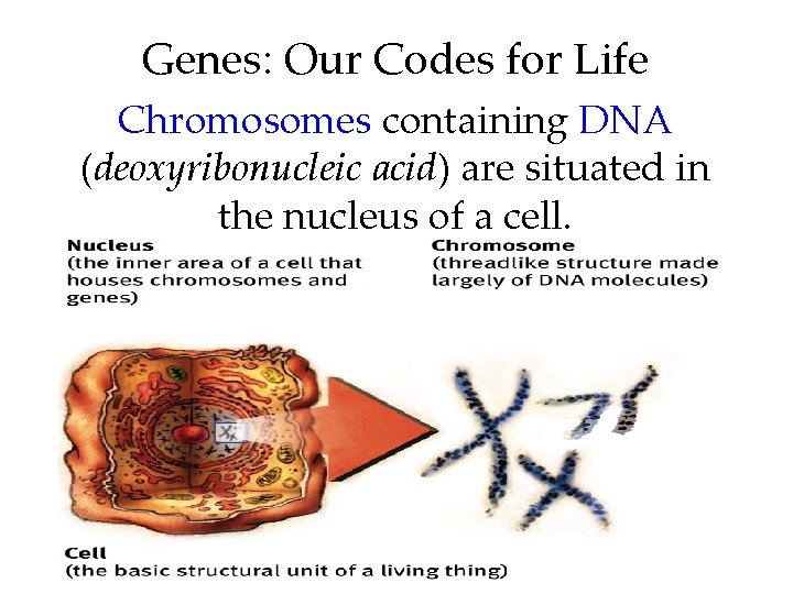 Genes: Our Codes for Life Chromosomes containing DNA (deoxyribonucleic acid) are situated in the Genes: Our Codes for Life Chromosomes containing DNA (deoxyribonucleic acid) are situated in the