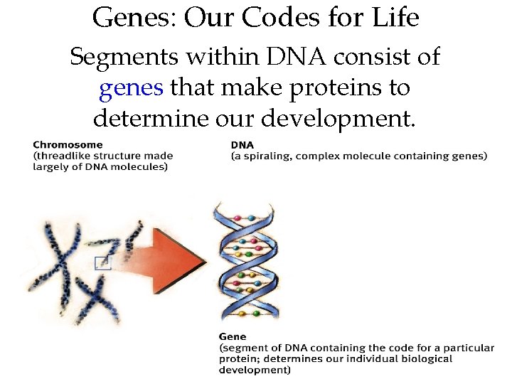 Genes: Our Codes for Life Segments within DNA consist of genes that make proteins Genes: Our Codes for Life Segments within DNA consist of genes that make proteins