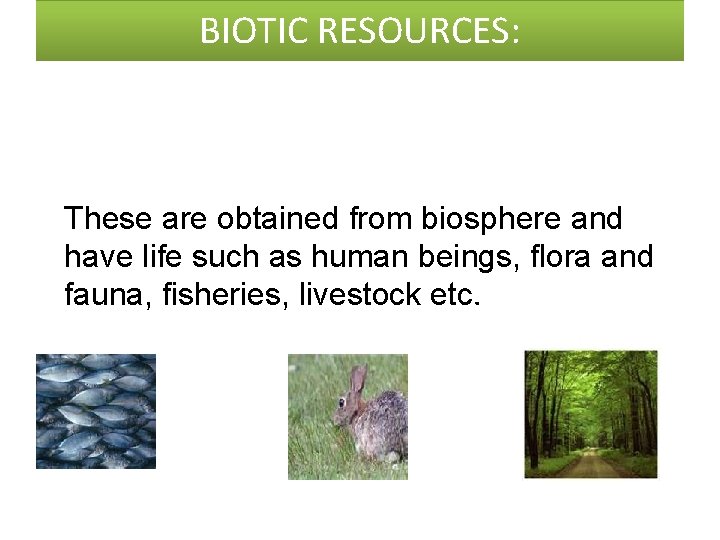 BIOTIC RESOURCES: These are obtained from biosphere and have life such as human beings,