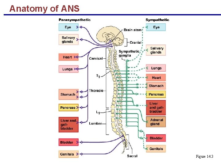 Anatomy of ANS Figure 14. 3 