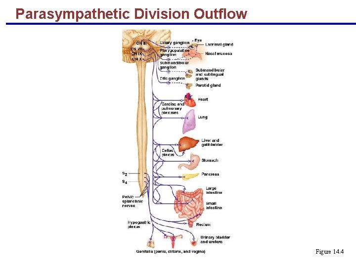Parasympathetic Division Outflow Figure 14. 4 