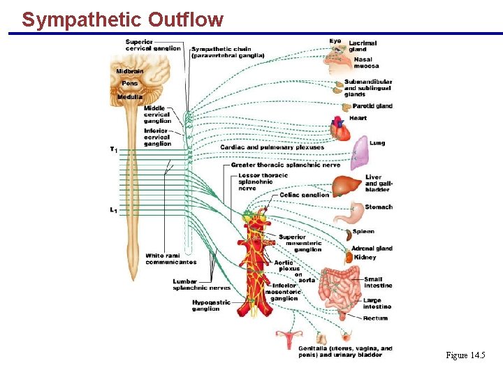 Sympathetic Outflow Figure 14. 5 