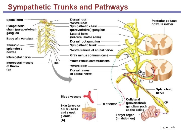 Sympathetic Trunks and Pathways Figure 14. 6 