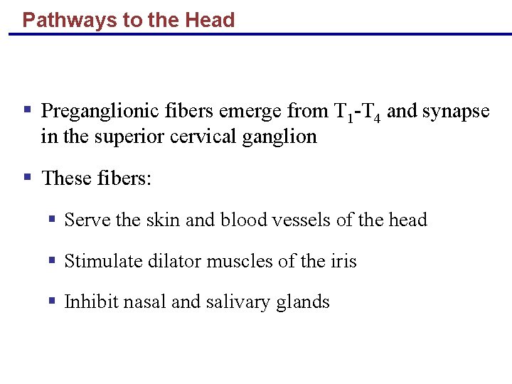Pathways to the Head § Preganglionic fibers emerge from T 1 -T 4 and