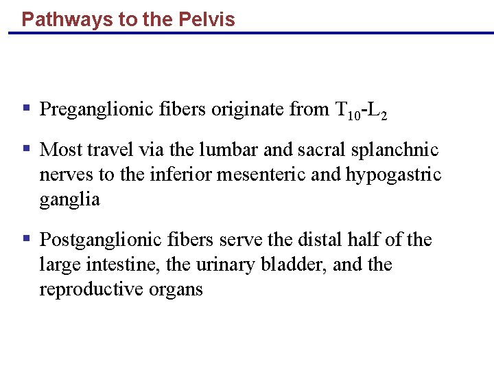 Pathways to the Pelvis § Preganglionic fibers originate from T 10 -L 2 §