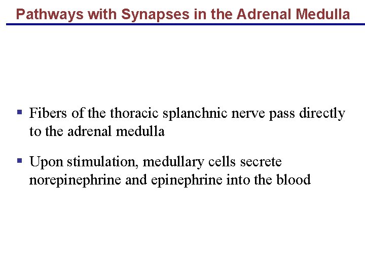 Pathways with Synapses in the Adrenal Medulla § Fibers of the thoracic splanchnic nerve