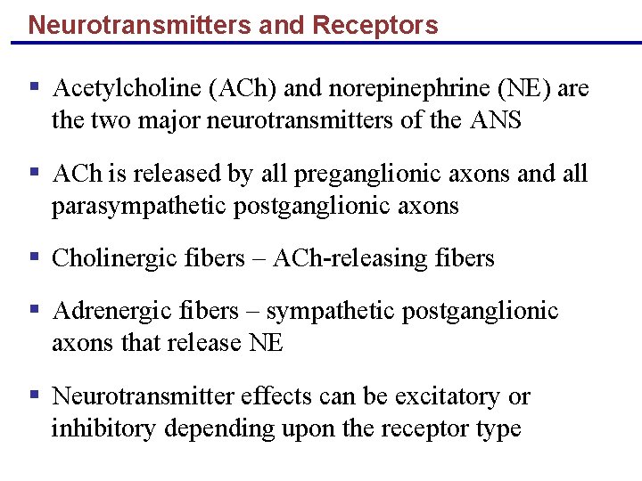 Neurotransmitters and Receptors § Acetylcholine (ACh) and norepinephrine (NE) are the two major neurotransmitters