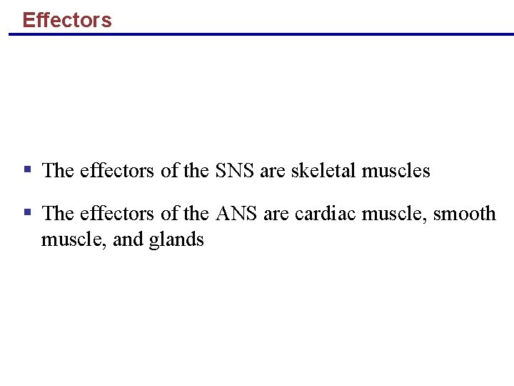 Effectors § The effectors of the SNS are skeletal muscles § The effectors of