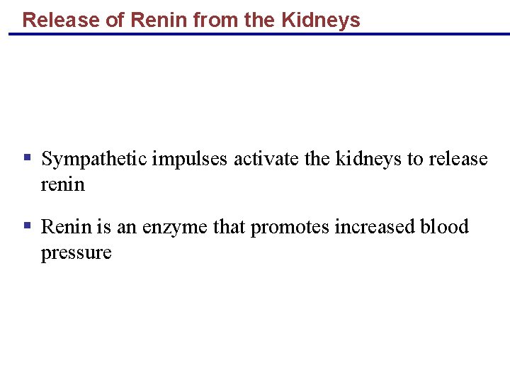 Release of Renin from the Kidneys § Sympathetic impulses activate the kidneys to release