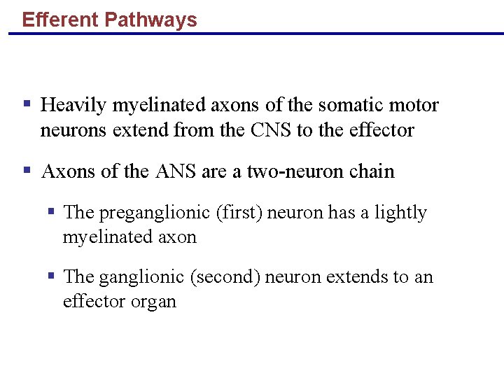 Efferent Pathways § Heavily myelinated axons of the somatic motor neurons extend from the