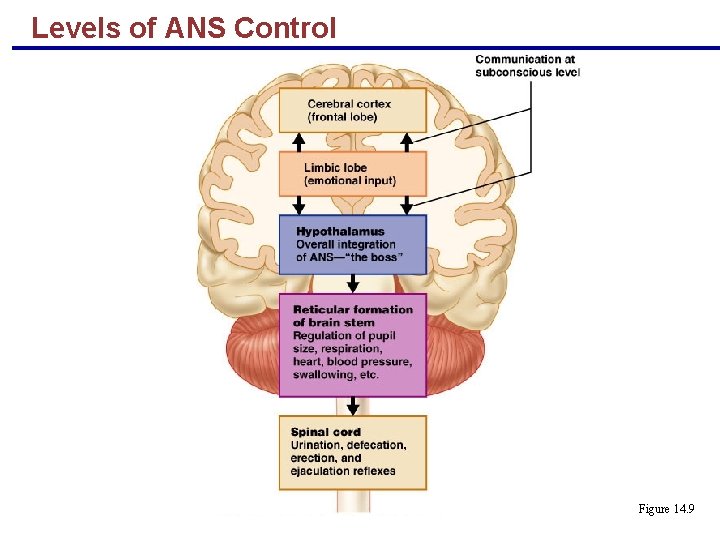 Levels of ANS Control Figure 14. 9 
