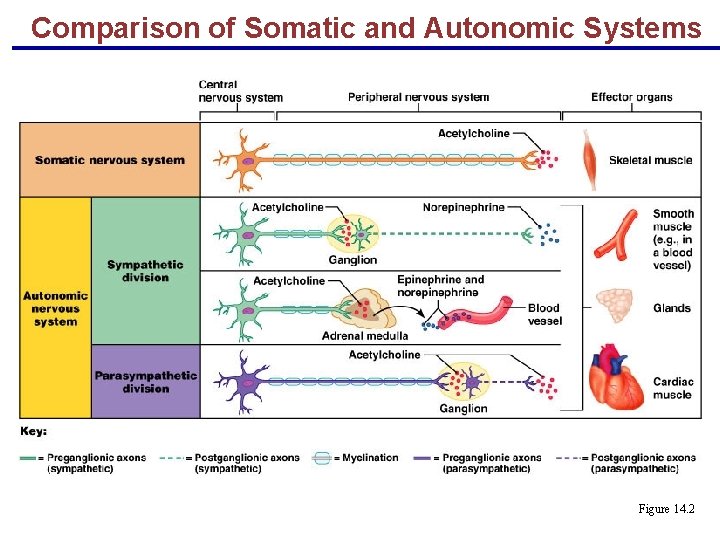 Comparison of Somatic and Autonomic Systems Figure 14. 2 
