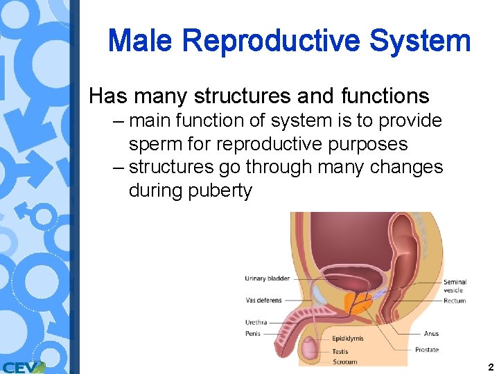 1 Male Reproductive System Has Many Structures And