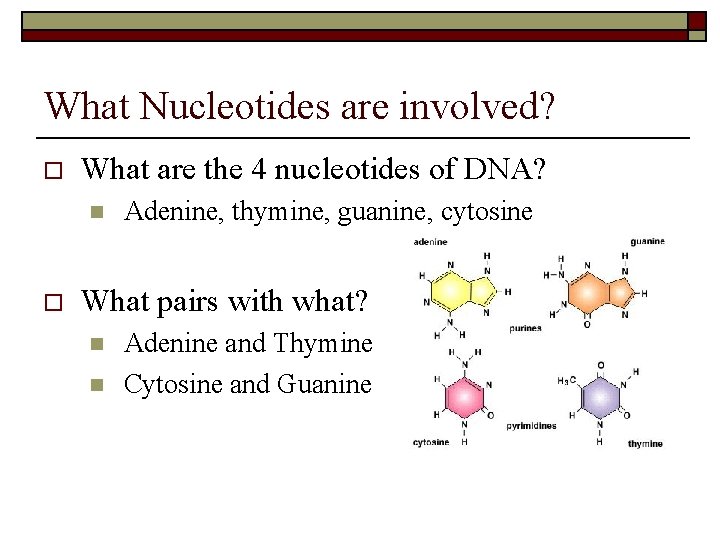 What Nucleotides are involved? o What are the 4 nucleotides of DNA? n o