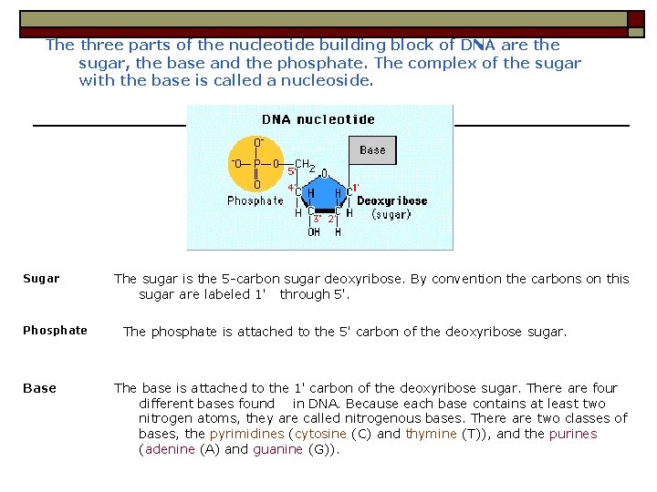 The three parts of the nucleotide building block of DNA are the sugar, the