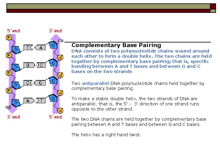 Complementary Base Pairing DNA consists of two polynucleotide chains wound around each other to