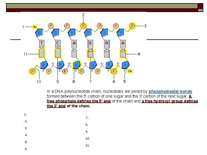 In a DNA polynucleotide chain, nucleotides are joined by phosphodiester bonds formed between the