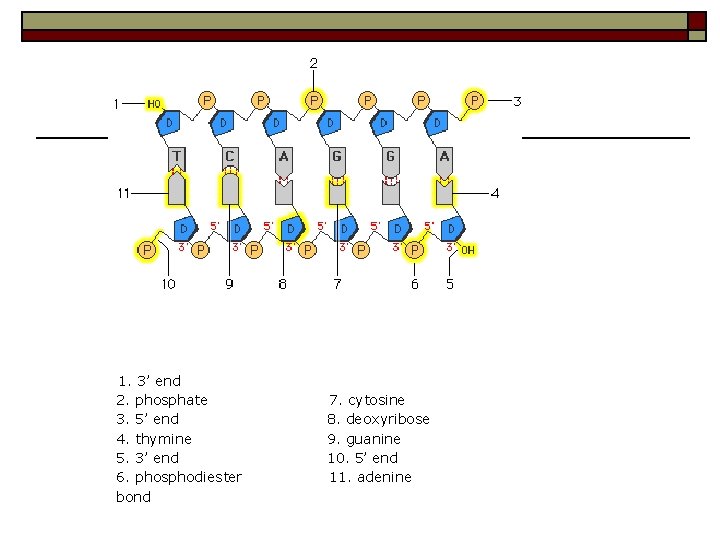 1. 3’ end 2. phosphate 3. 5’ end 4. thymine 5. 3’ end 6.