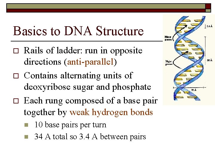 Basics to DNA Structure o o o Rails of ladder: run in opposite directions