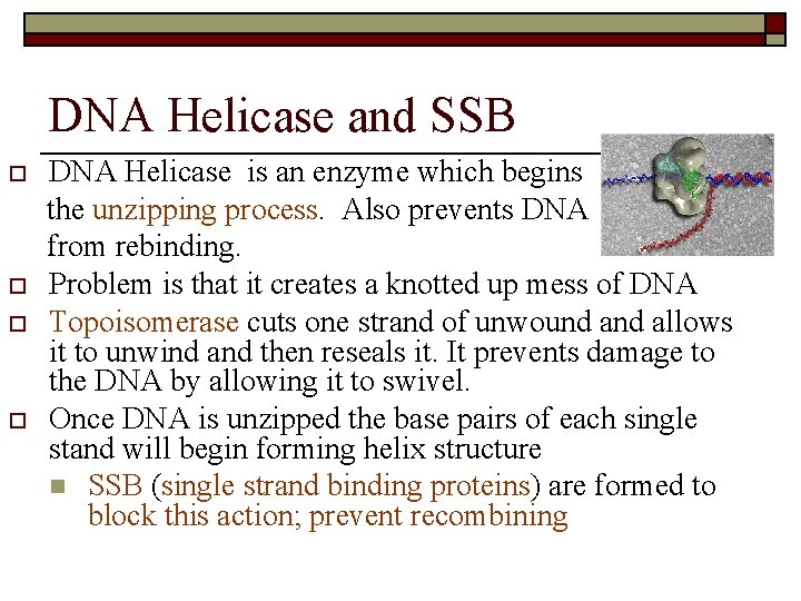 DNA Helicase and SSB o o DNA Helicase is an enzyme which begins the