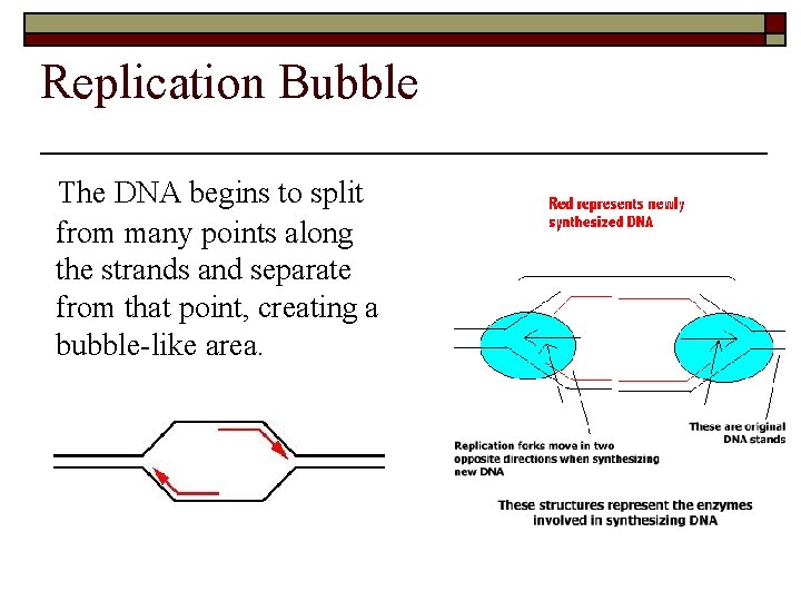 Replication Bubble The DNA begins to split from many points along the strands and
