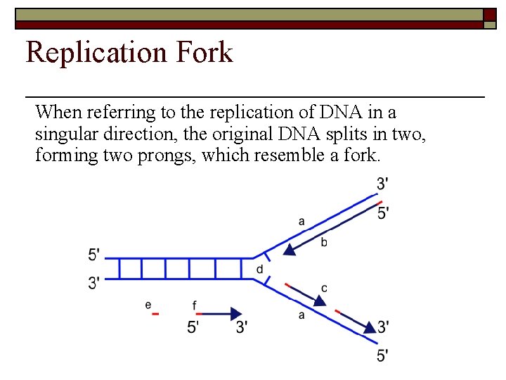 Replication Fork When referring to the replication of DNA in a singular direction, the