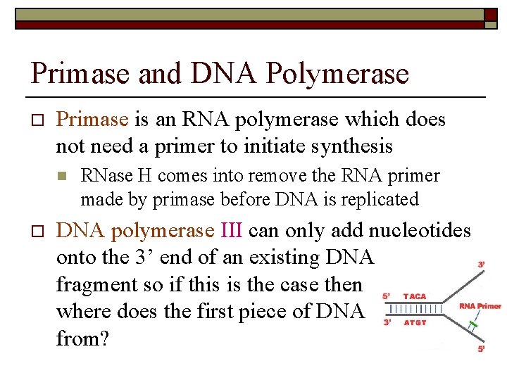 Primase and DNA Polymerase o Primase is an RNA polymerase which does not need