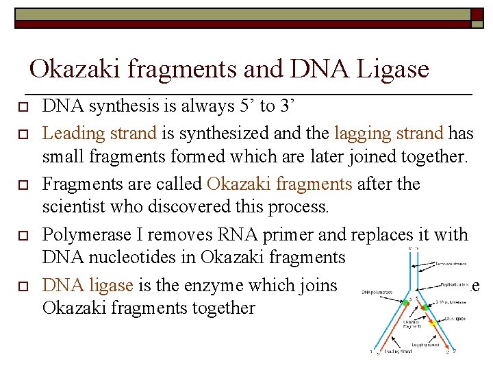 Okazaki fragments and DNA Ligase o o o DNA synthesis is always 5’ to