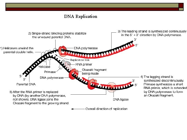 DNA Replication 