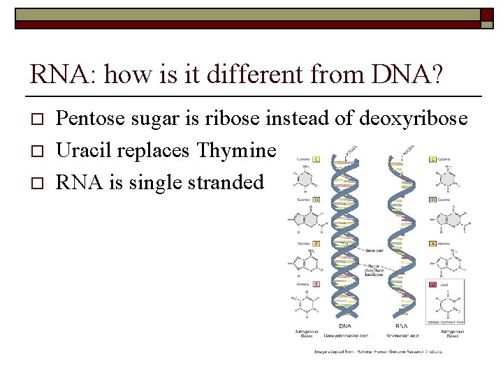 RNA: how is it different from DNA? o o o Pentose sugar is ribose