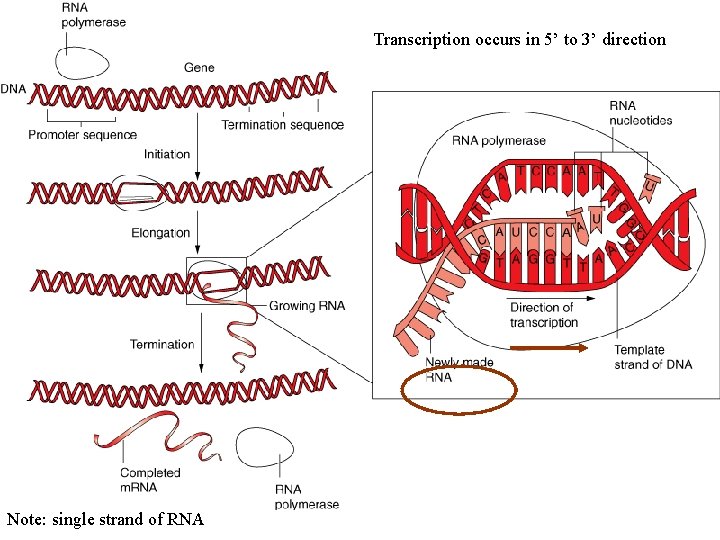 Transcription occurs in 5’ to 3’ direction Note: single strand of RNA 
